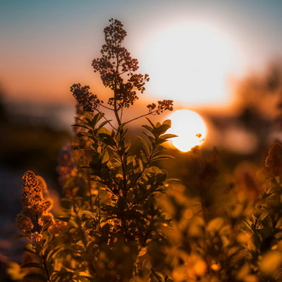 Golden Hour | Main Colour Collection 2026