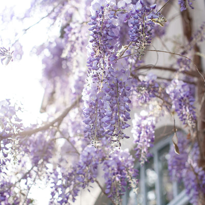 Wisteria Lane | Main Collection 2026