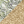 Lichen Shimmer Metallic Gold
